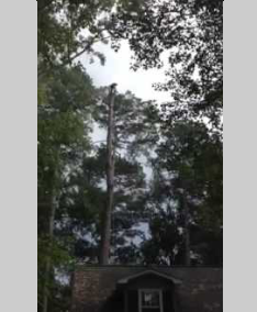 Noel Construction Tree Removal