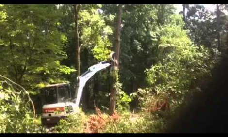 Noel Construction Tree Removal 2